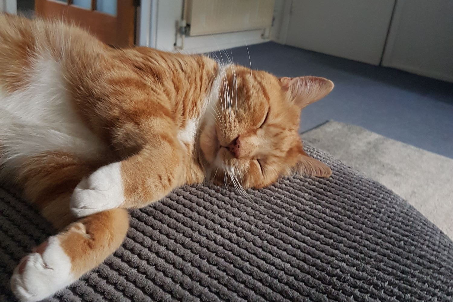 Pet sitting services